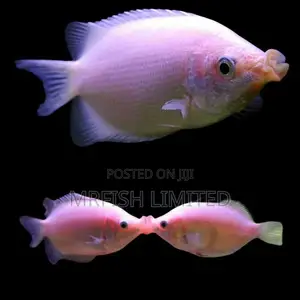 Kissing Gourami
