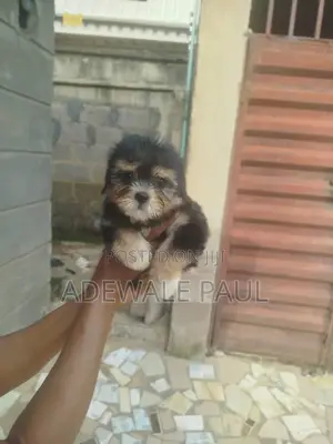 1-3 months Female Purebred Lhasa Apso