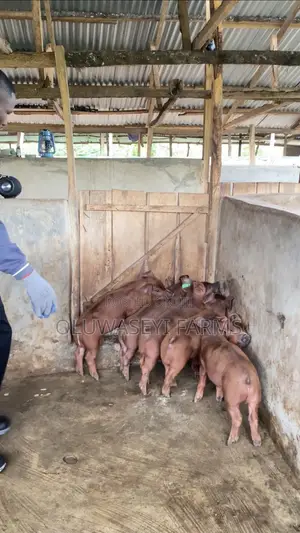 Quality Duroc Genetics