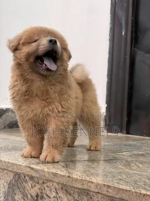 1-3 months Female Purebred Chow Chow