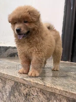 1-3 months Male Purebred Chow Chow