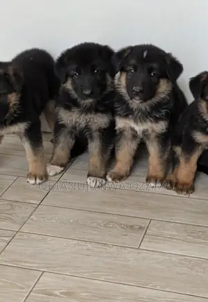 1-3 months Female Purebred German Shepherd