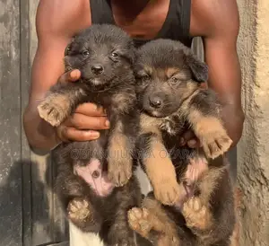 1-3 months Male Purebred German Shepherd