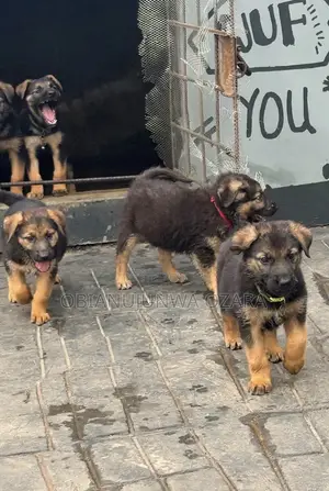 1-3 months Female Purebred German Shepherd