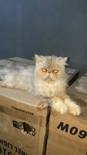 1+ year Female Purebred Persian