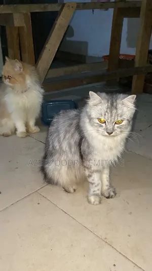 6-12 months Female Purebred Persian