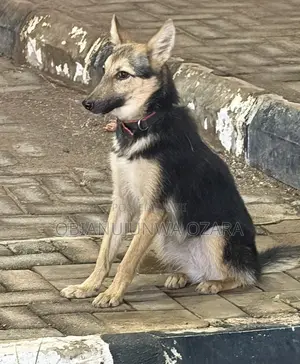 1-3 months Female Purebred German Shepherd