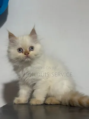 1-3 months Male Purebred Persian