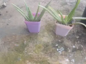 A Little Touch of Greenery, Love & Happiness for Someone Special!