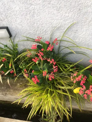 Live Flower for House, Hotel, Church, Malls, Decoration