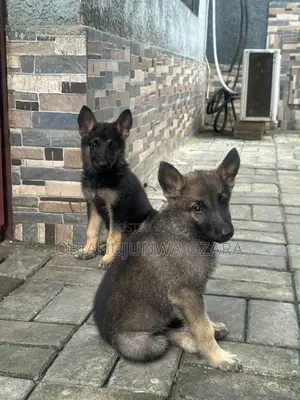 1-3 months Female Purebred German Shepherd