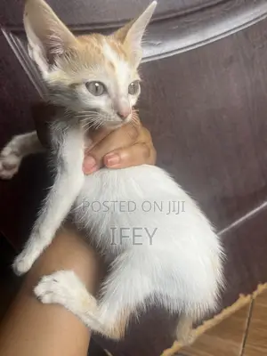 1-3 months Male Purebred Tabby