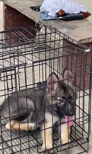 3-6 months Female Purebred German Shepherd