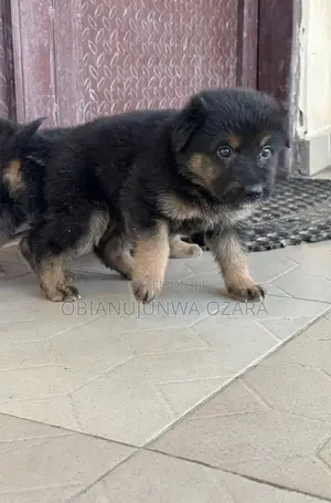 1-3 months Female Purebred German Shepherd