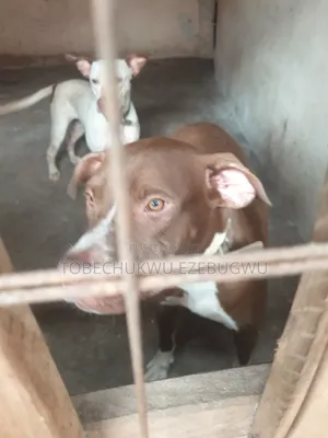 3-6 months Male Purebred American Pit Bull Terrier