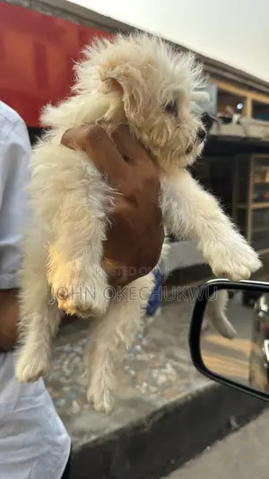 1-3 months Male Purebred Lhasa Apso