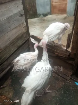 Foreign or Imported Turkeys
