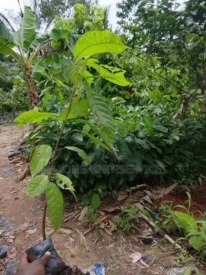 Hybrid Cocoa Seedlings Available in Bulk