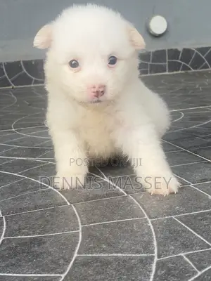 0-1 month Male Purebred American Eskimo