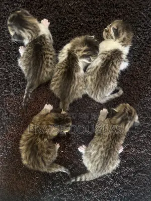 0-1 month Female Mixed Breed Tabby