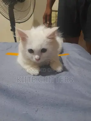 6-12 months Male Purebred Persian