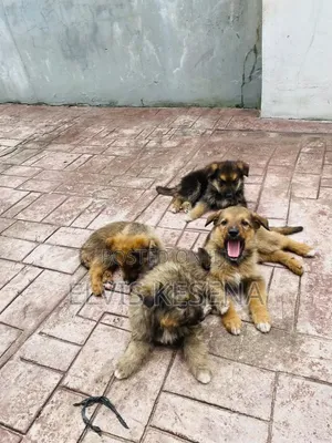 1-3 months Female Purebred German Shepherd