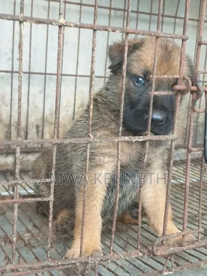 1-3 months Male Purebred German Shepherd