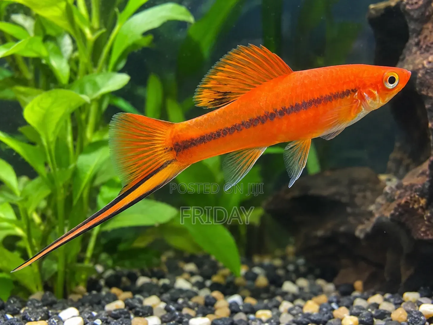 Aquarium Fish
