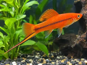 Aquarium Fish