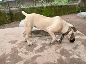 6-12 months Female Purebred Boerboel