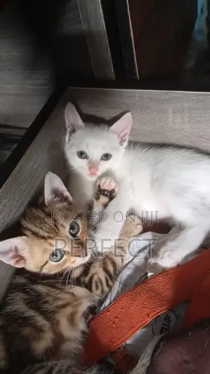 1-3 months Female Mixed Breed Persian