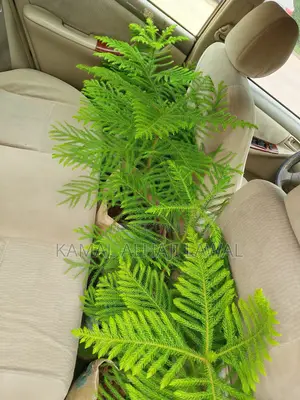 Madara's Garden Investment -Indoors -Outdoors-Hedges-Flowering Plants