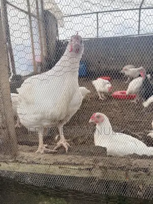 Fresh Chicken/Broilers for Sale (Average Weight 2.5kg)