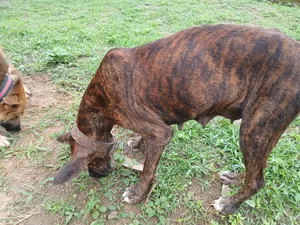 1+ year Female Mixed Breed Boerboel