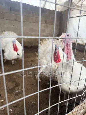 Local Turkey for Sale (Average Weight 4.5kg)