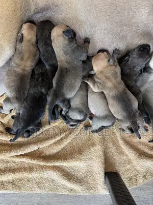 0-1 month Female Purebred Boerboel
