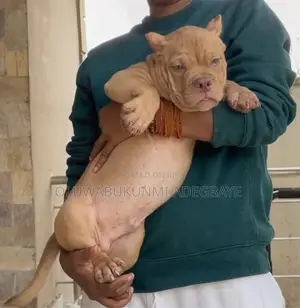 1-3 months Male Purebred American Bully