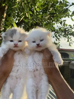 1-3 months Male Purebred Persian