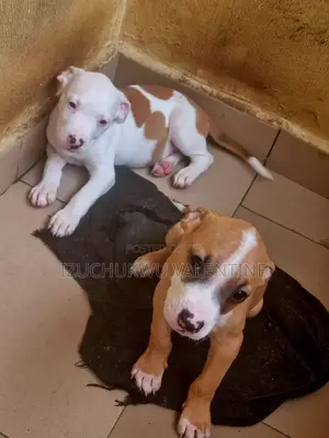 1-3 months Male Purebred American Pit Bull Terrier