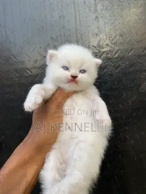 1-3 months Male Purebred Persian