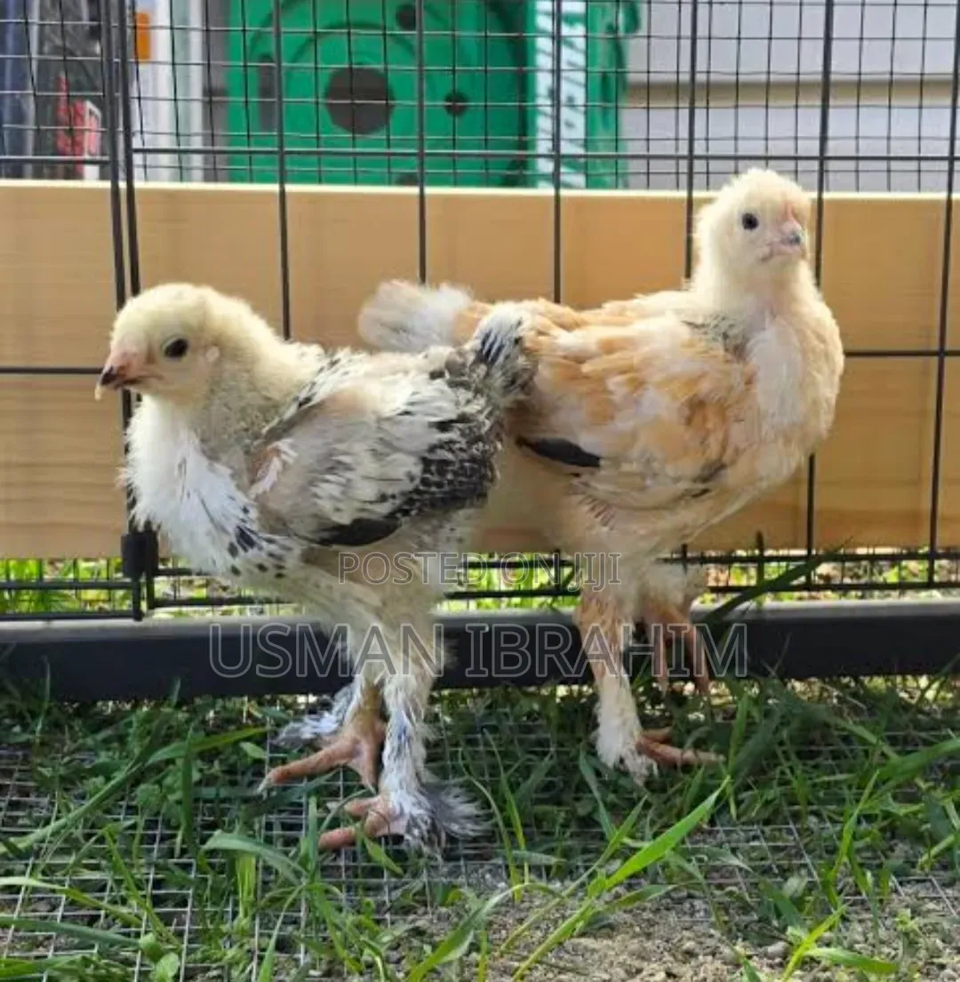 Brahma Chicken 6 Weeks