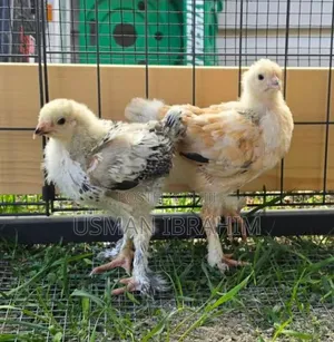 Brahma Chicken 6 Weeks