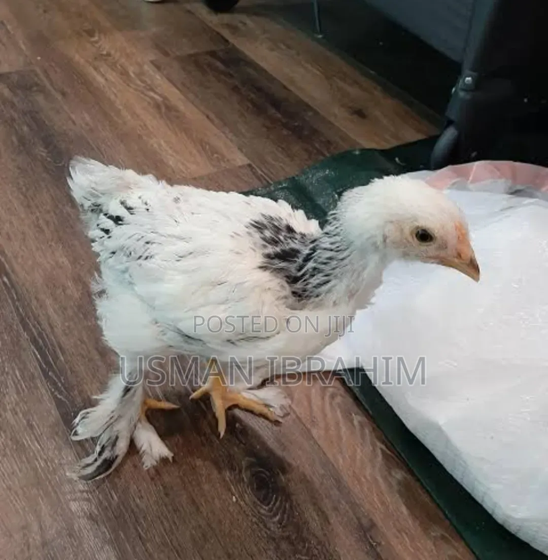 Brahma Chicken 6 Weeks