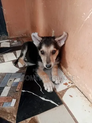 1-3 months Male Purebred German Shepherd