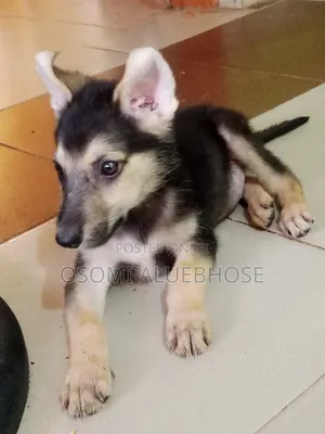 1-3 months Male Purebred German Shepherd