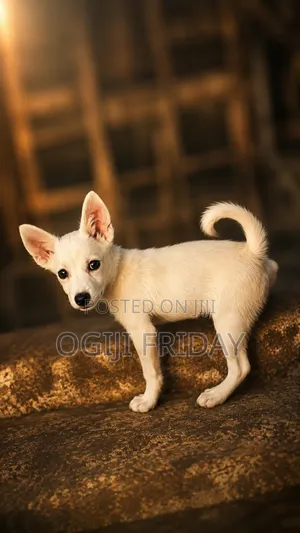 3-6 months Female Mixed Breed Japanese Spitz