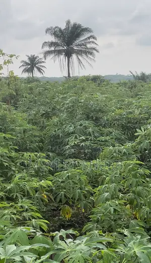 Fertile Land for Lease