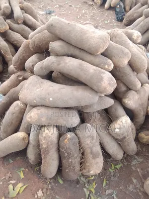 Wukari White Yam