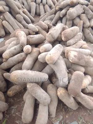 Wukari White Yam