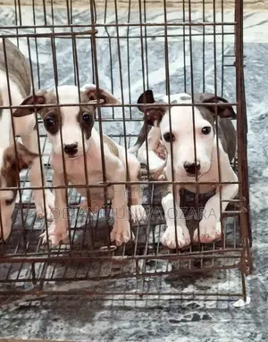 1-3 months Female Purebred American Pit Bull Terrier
